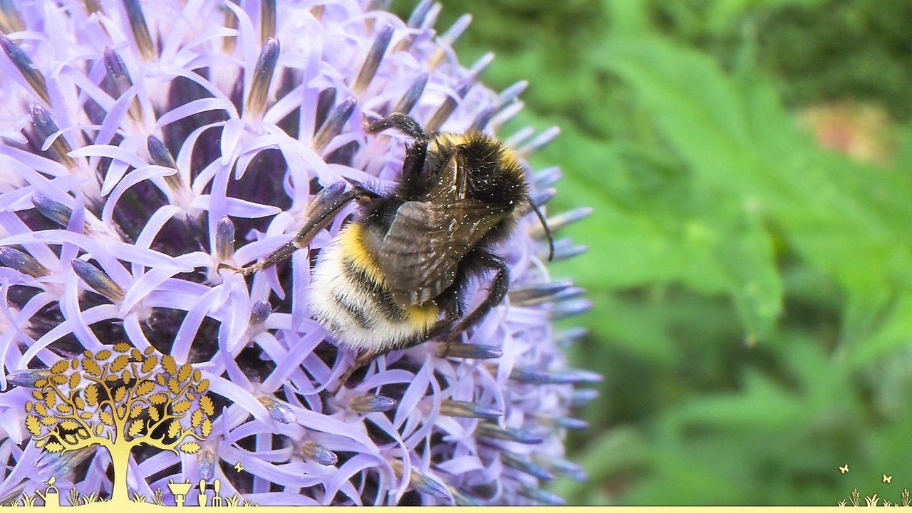 Gardeners' World - Season 55 Episode 25 : Episode 25