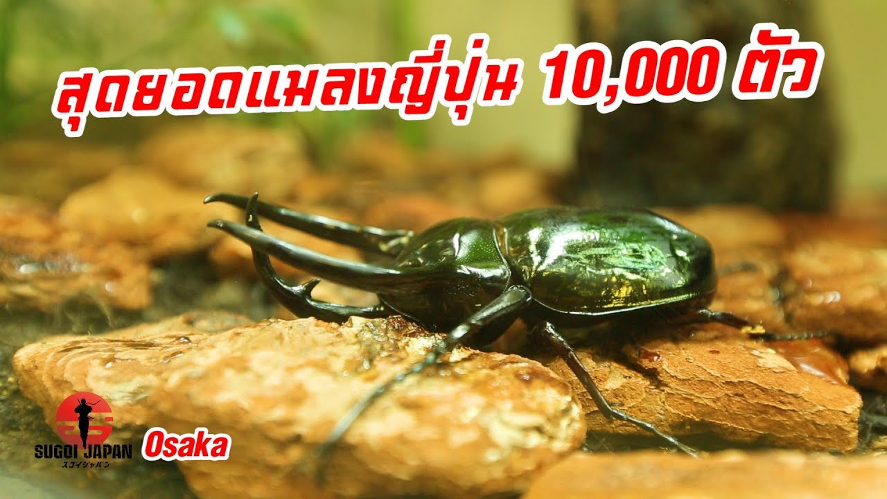 Sugoi Japan — Épisode 209