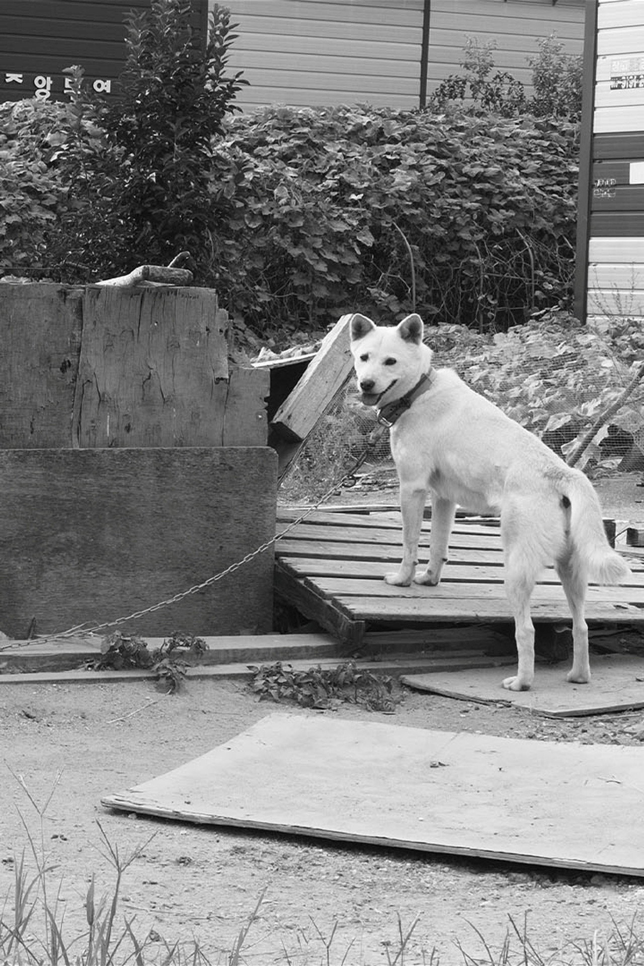 Dogs in the Sun filmaffisch