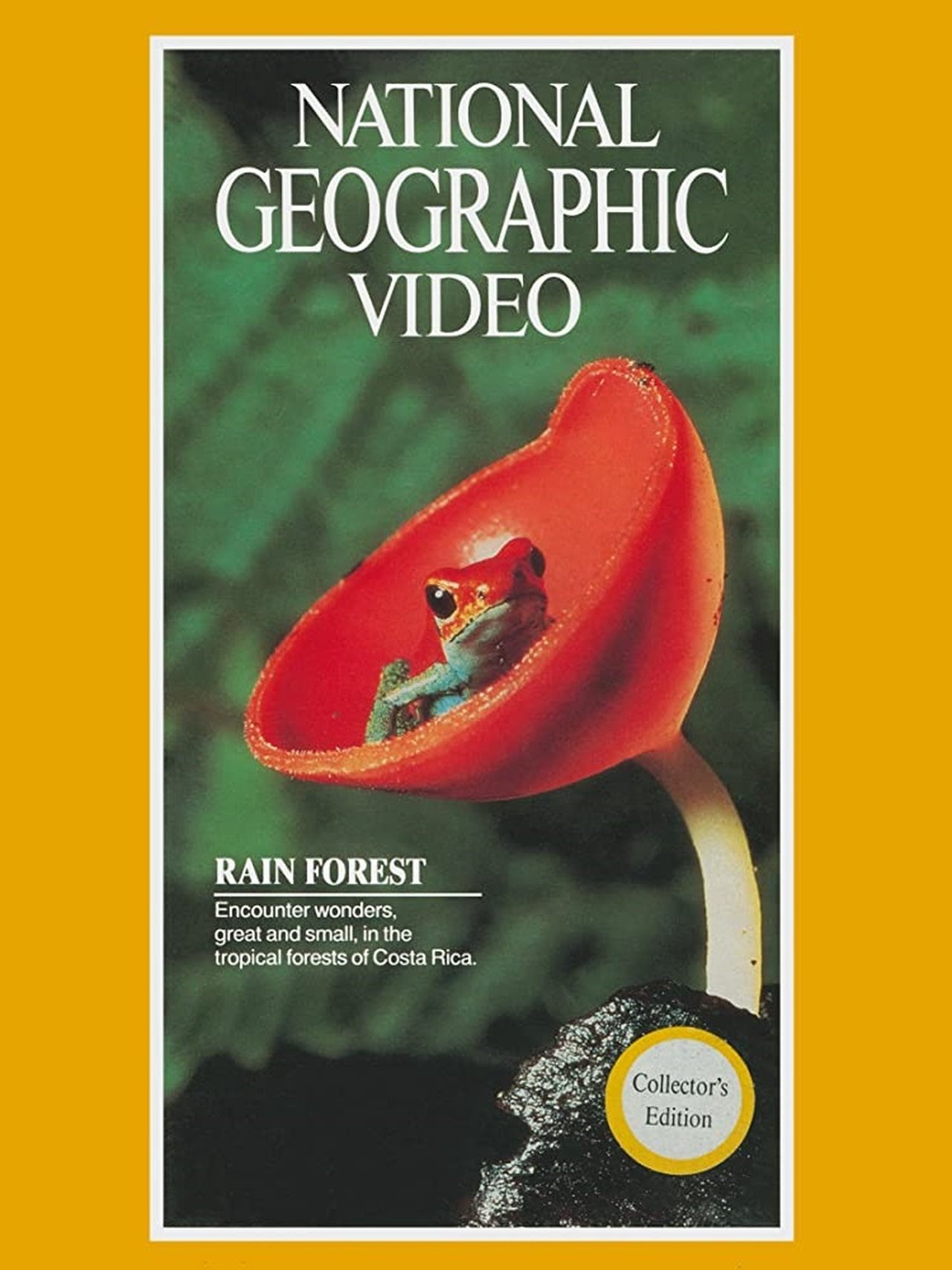 Rain Forest Rain Forest