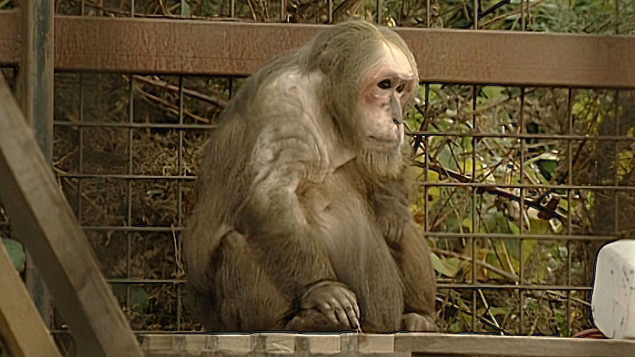 Monkey Business — Épisode 14