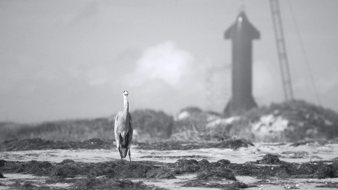 Immagine di copertina del trailer di Shifting Baselines