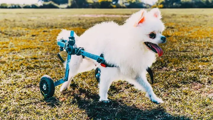 The Wizard of Paws - Season 7 Episode 6 : Pop-Up in Sydney