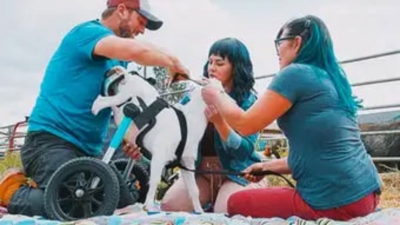 The Wizard of Paws - Season 6 Episode 3 : Agatha, the G.O.A.T. Goat