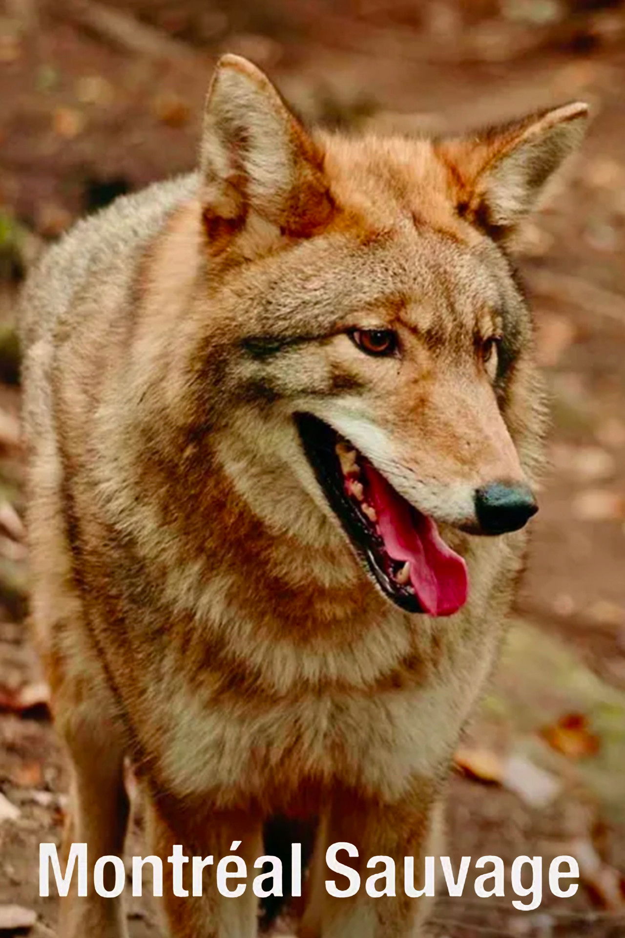 Montréal sauvage Backdrop