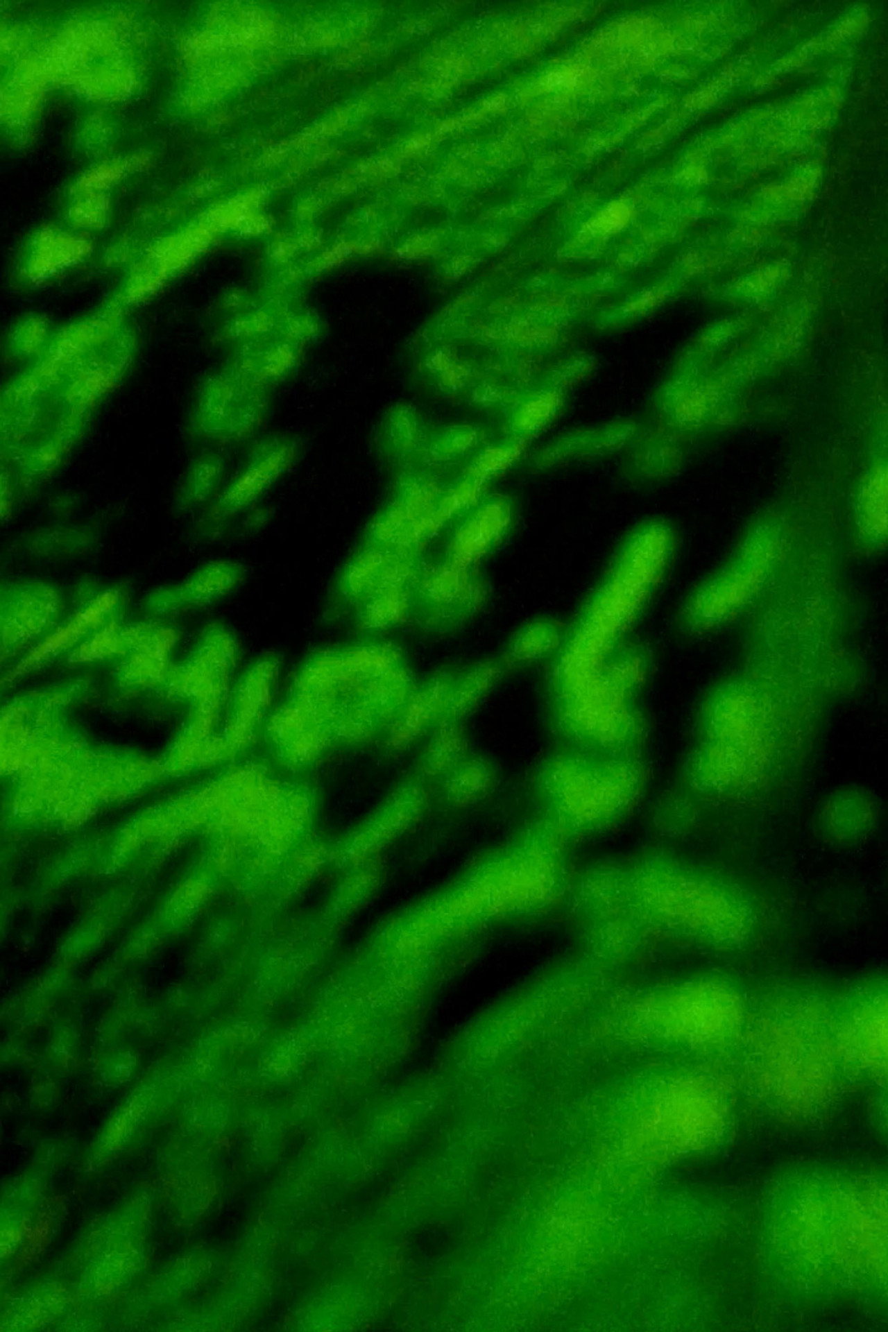 Words Fly Back to the Black Earth Backdrop