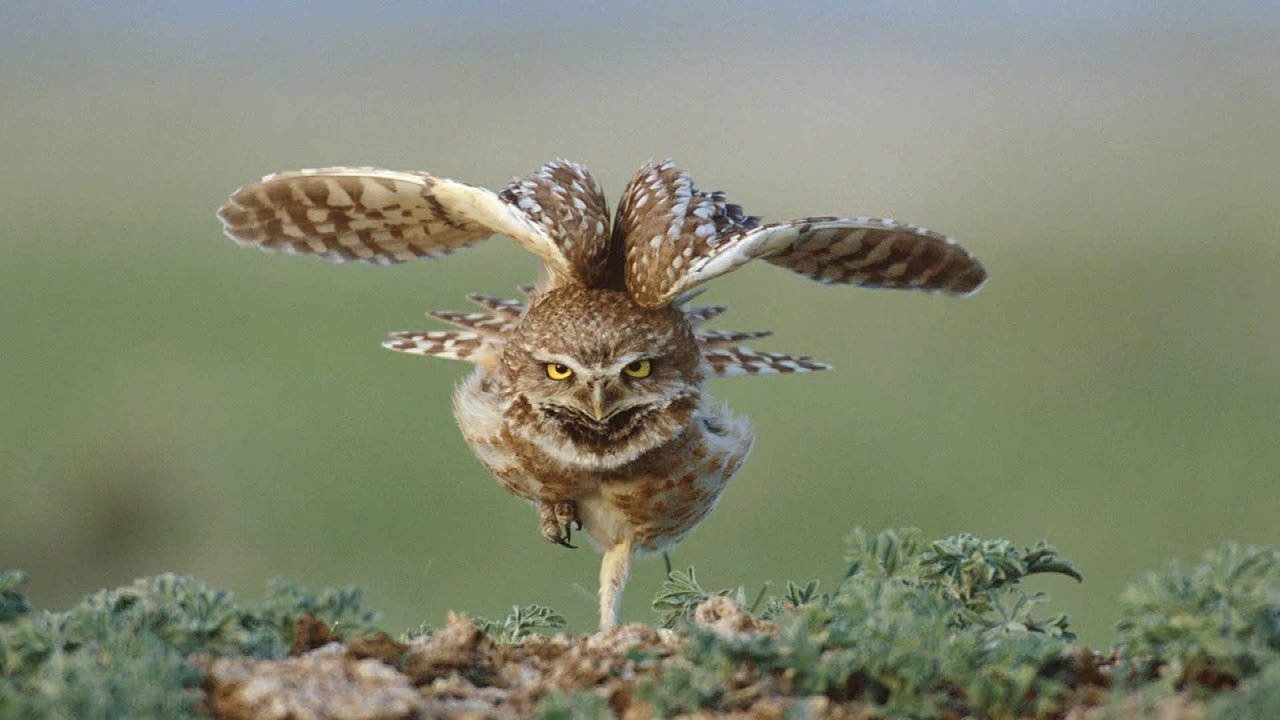 Great Plains: America's Lingering Wild