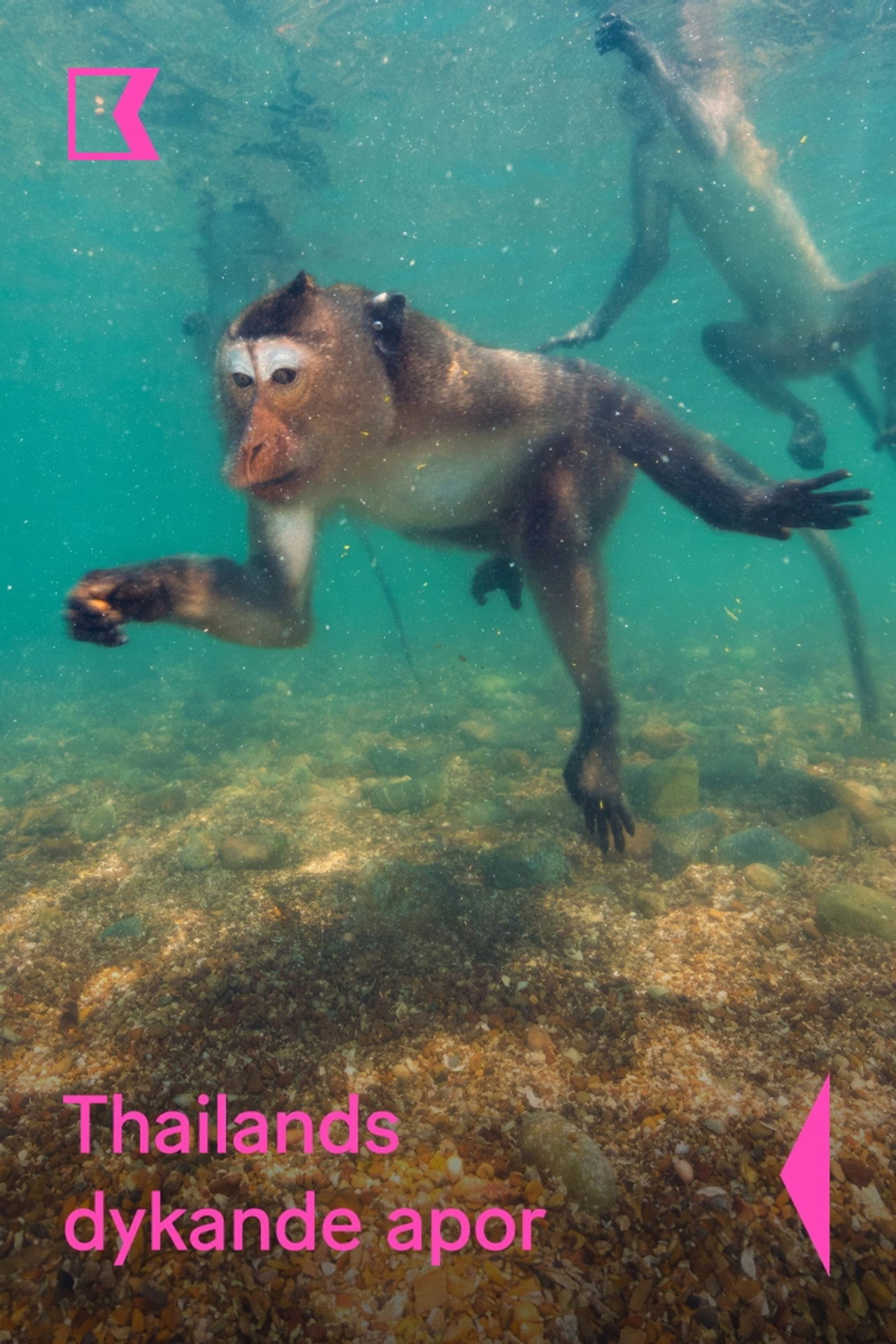 Thailands dykande apor filmaffisch