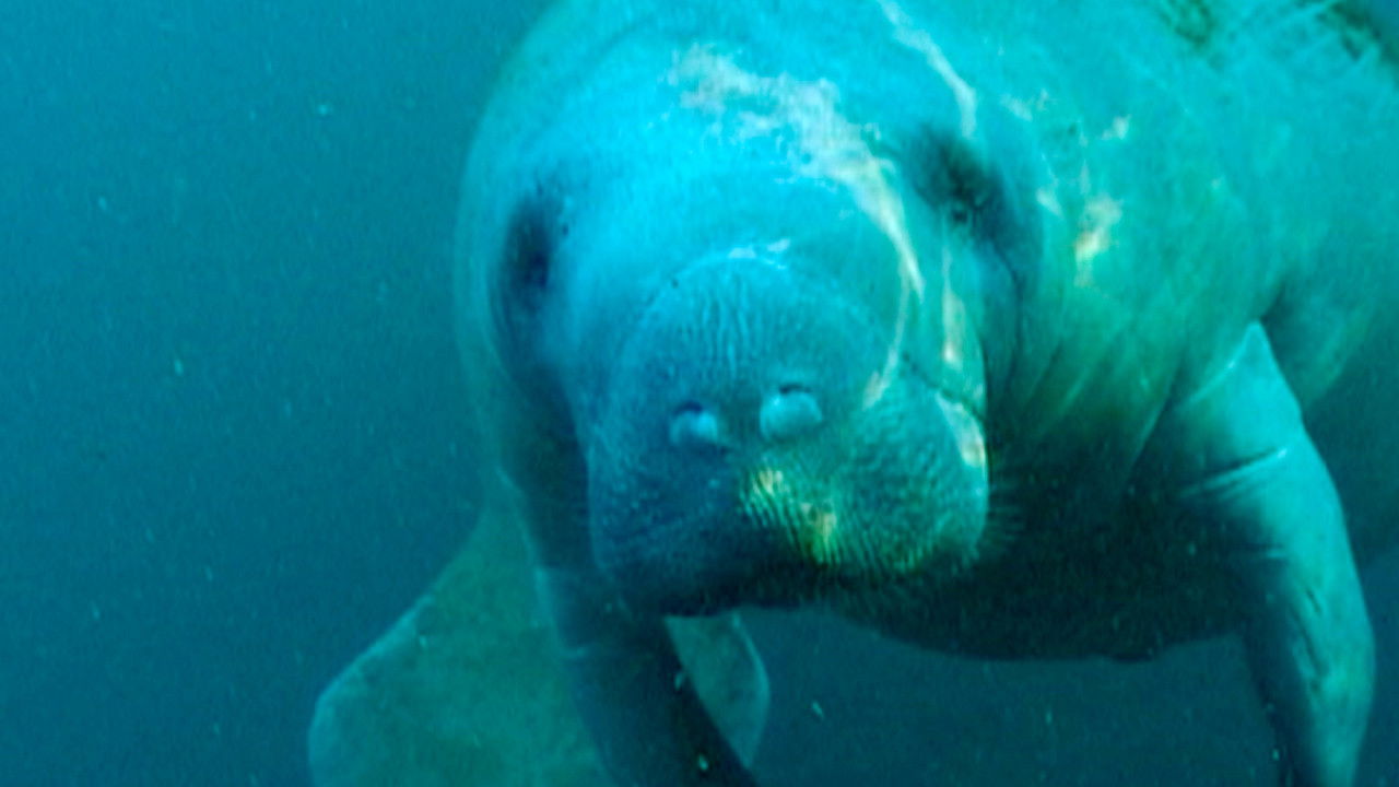 Stranger Than Nature — Épisode 4