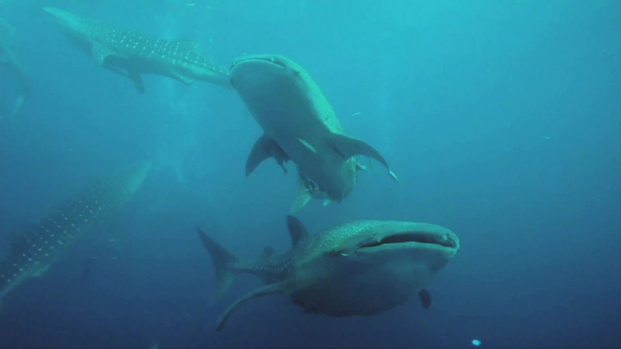 Wild Ones — Épisode 12