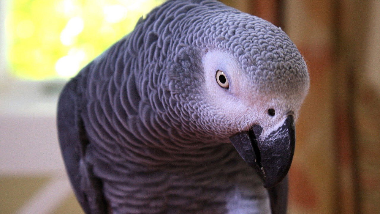 Trust Me, I'm a Vet — Épisode 3