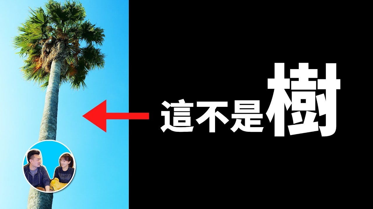 老高与小茉 — Épisode 24