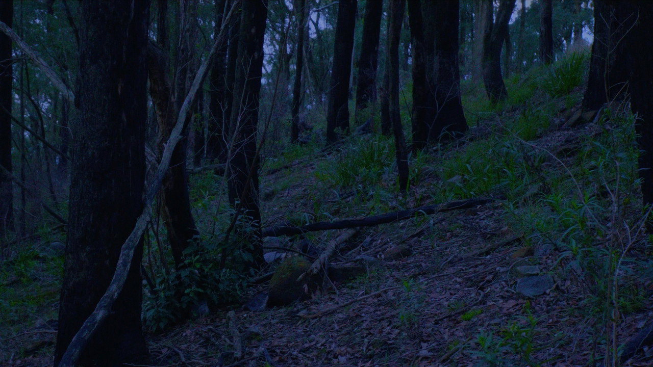 FOREST