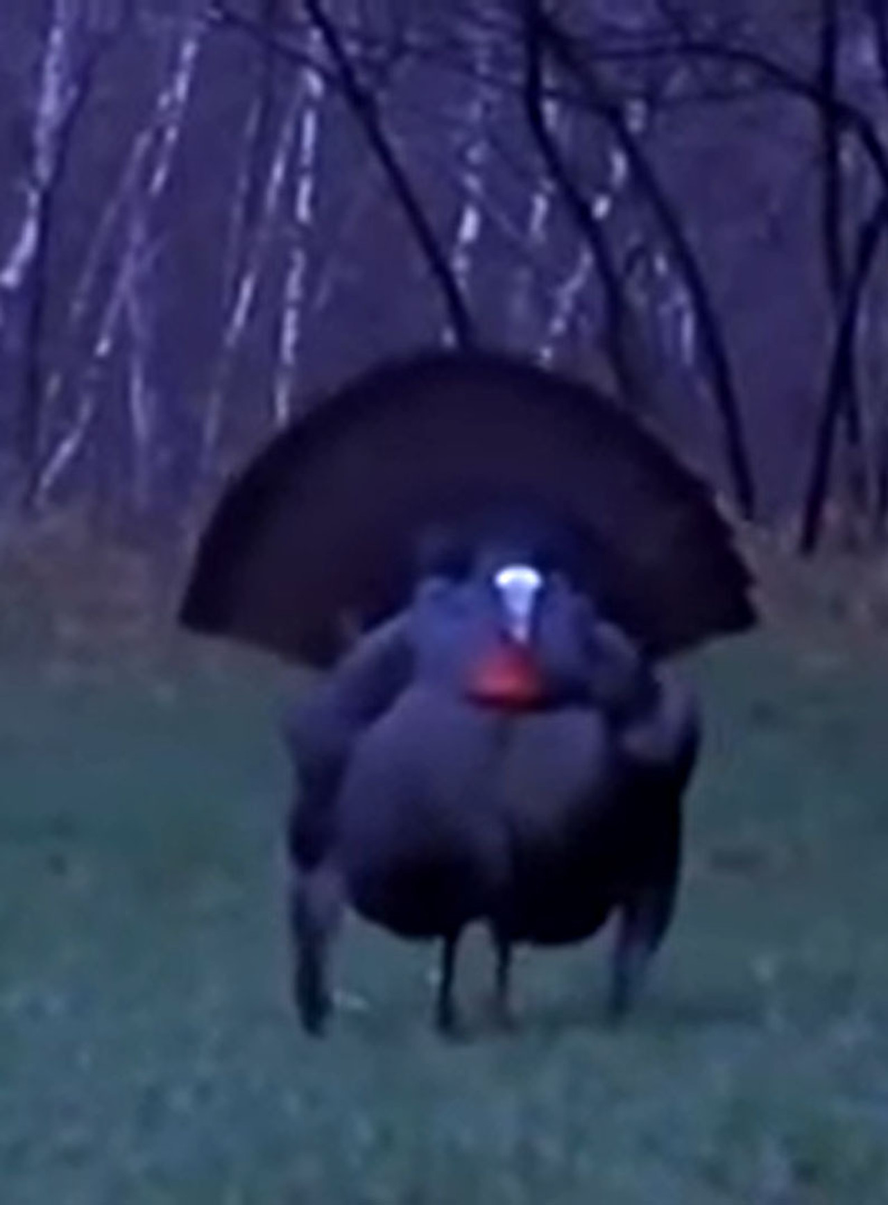 Dindon Sauvage (La dinde noire) poster