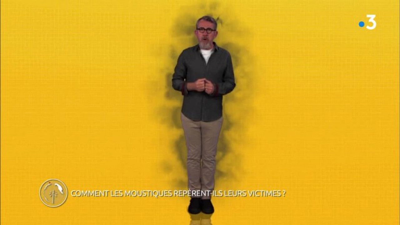 La minute de Jamy — Les Moustiques