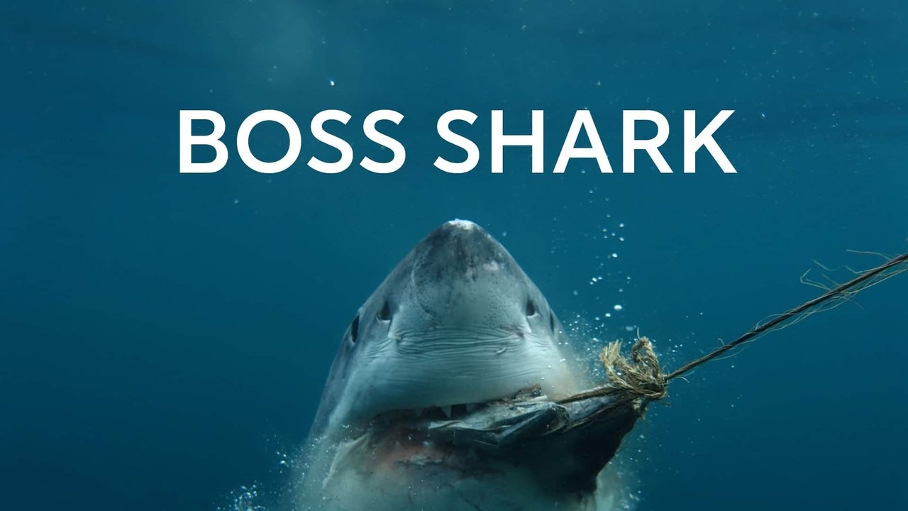 Boss Shark