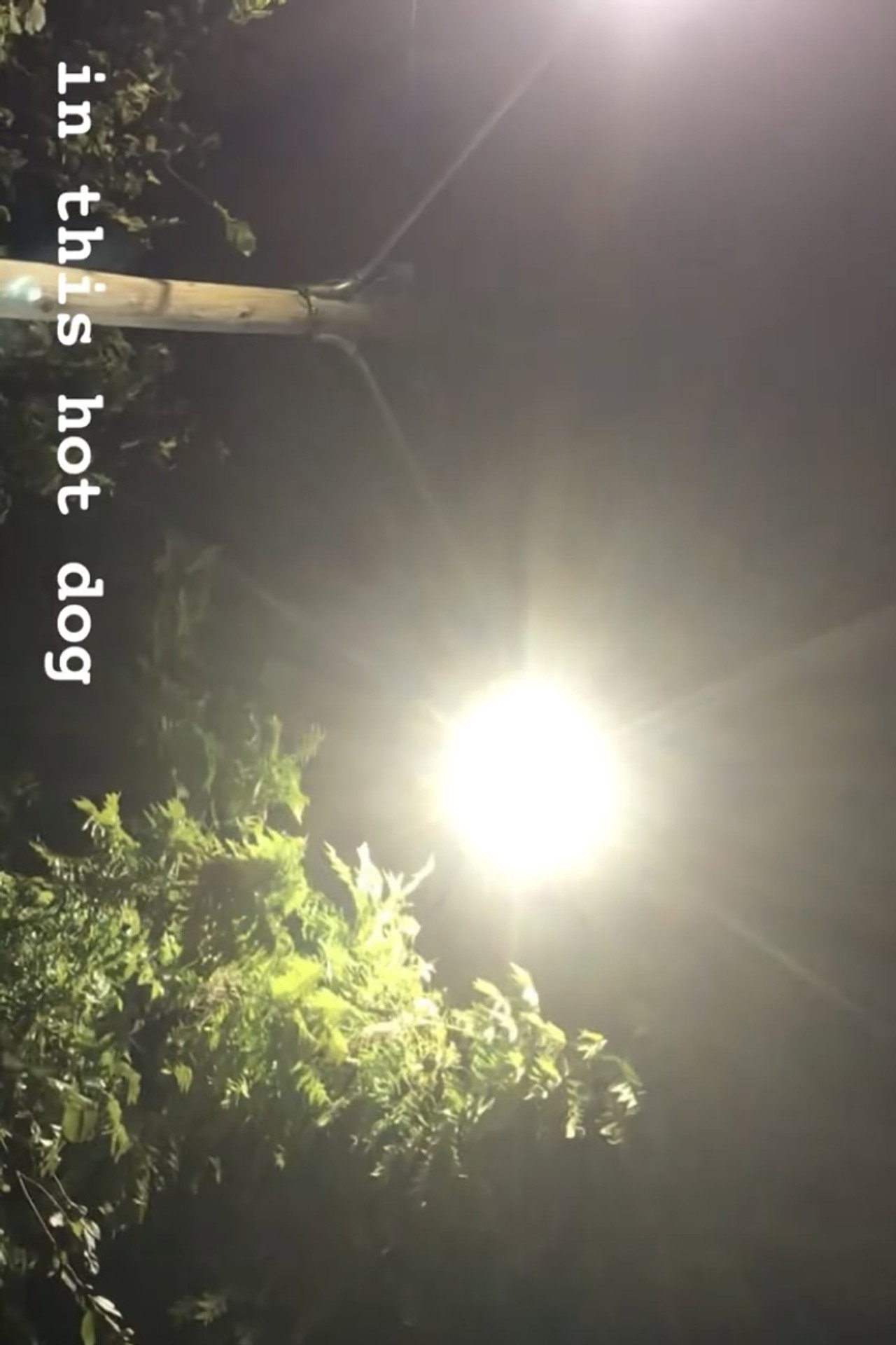 In This Hot Dog Backdrop