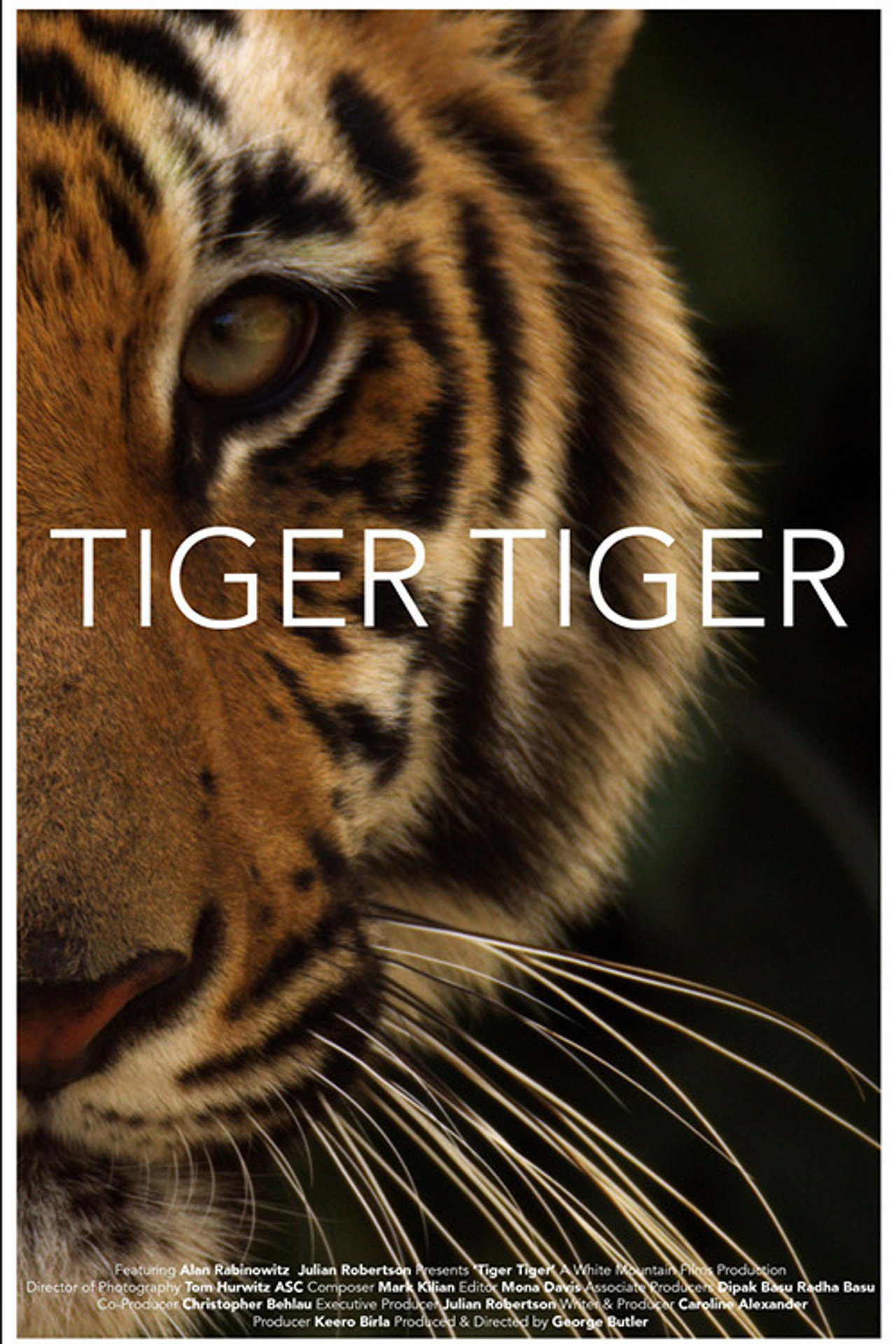 Tiger Tiger Backdrop