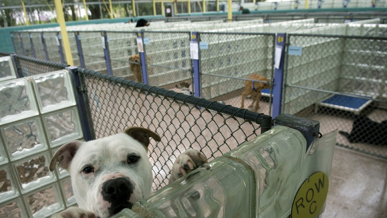 Animal Cops : Philadelphia — Agents en formation