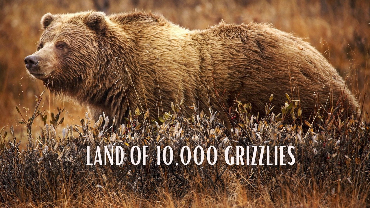Land Of 10,000 Grizzlies