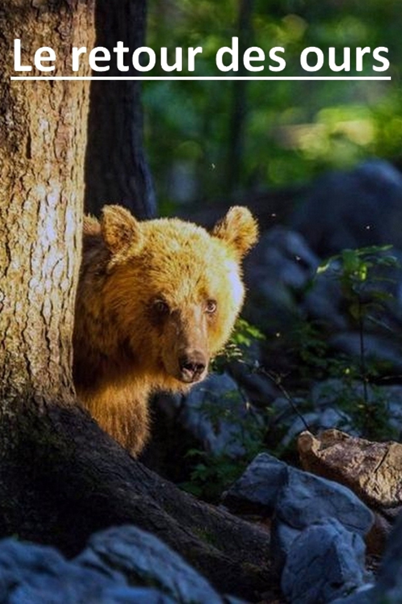 Le retour des ours filmaffisch