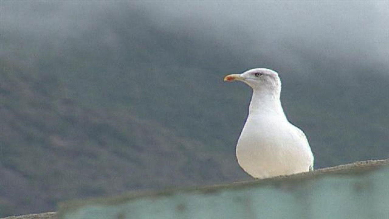 Senderos isleños — Épisode 7