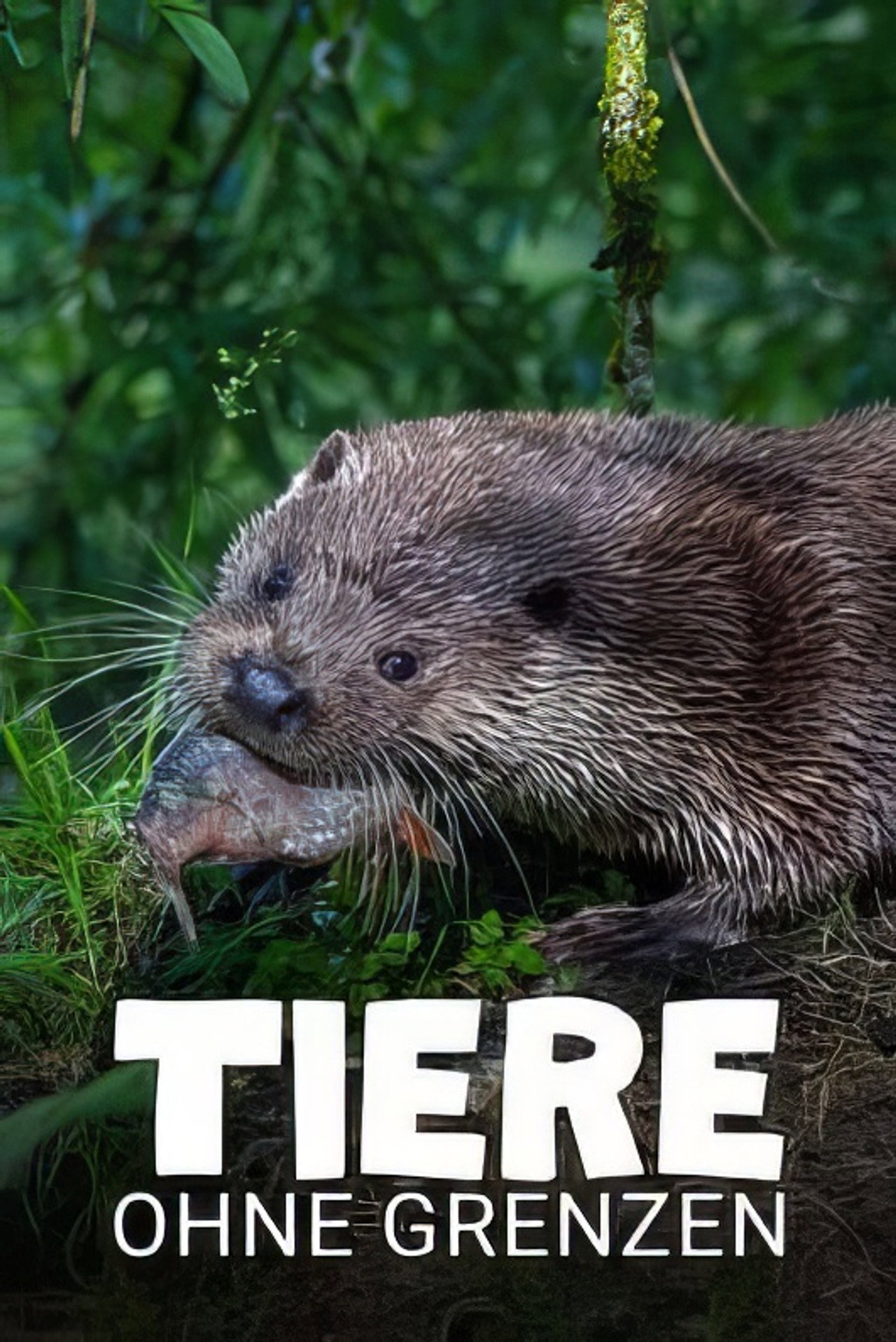 Tiere ohne Grenzen filmaffisch