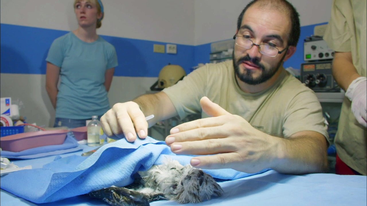 Nature - Season 34 Episode 16 : Jungle Animal Hospital