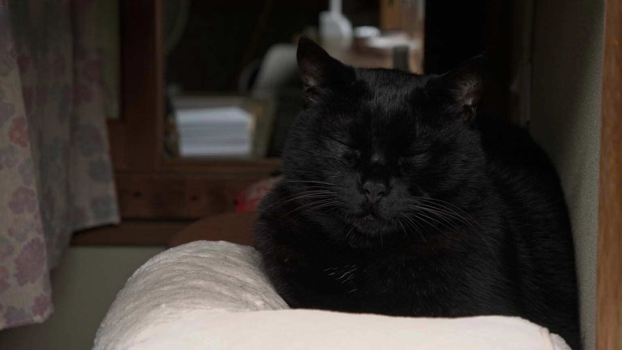 A Cat's-Eye View of Japan - Season 4 Episode 11 : Kyoto: Happy Reunions