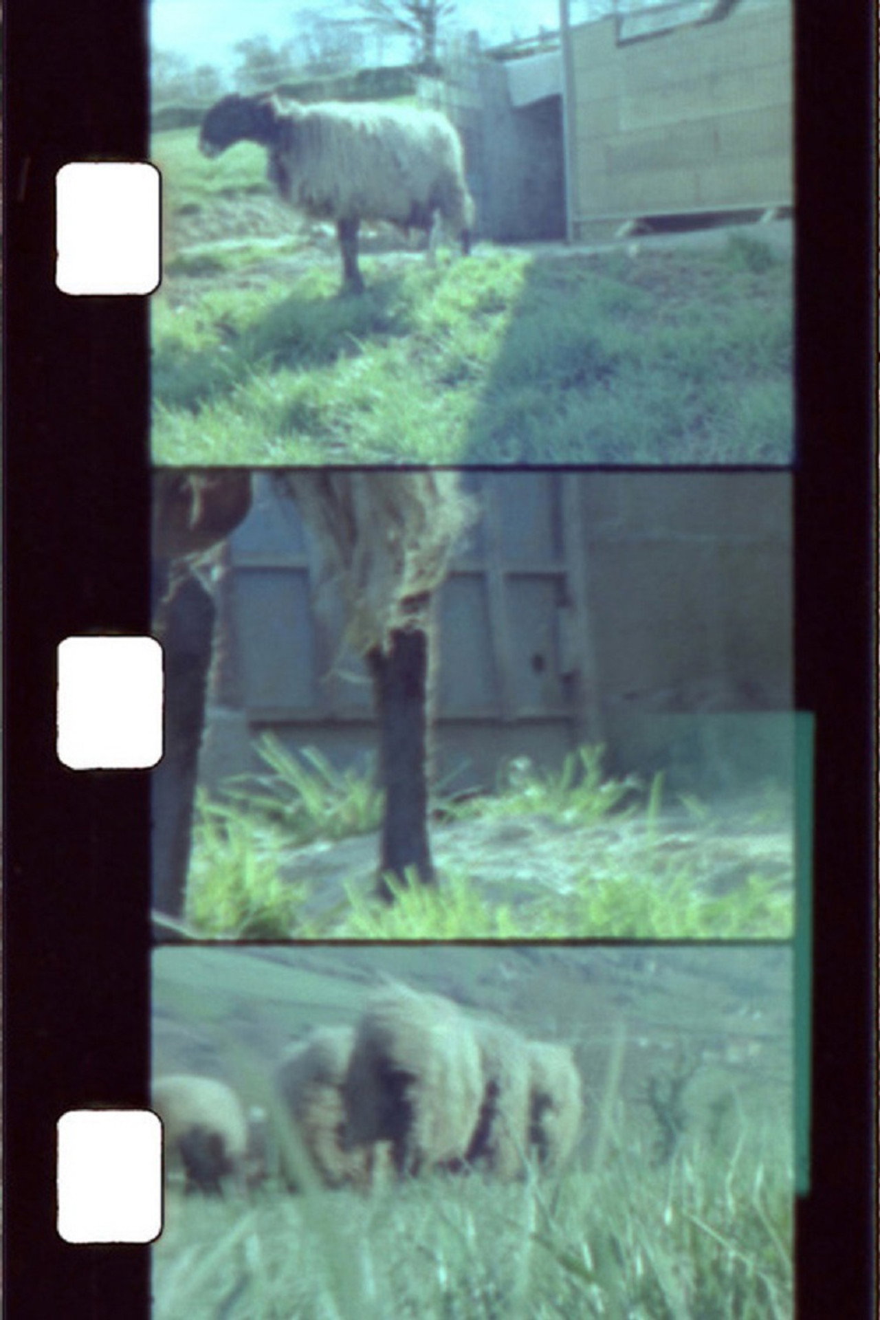 Sheep Reels 1-7