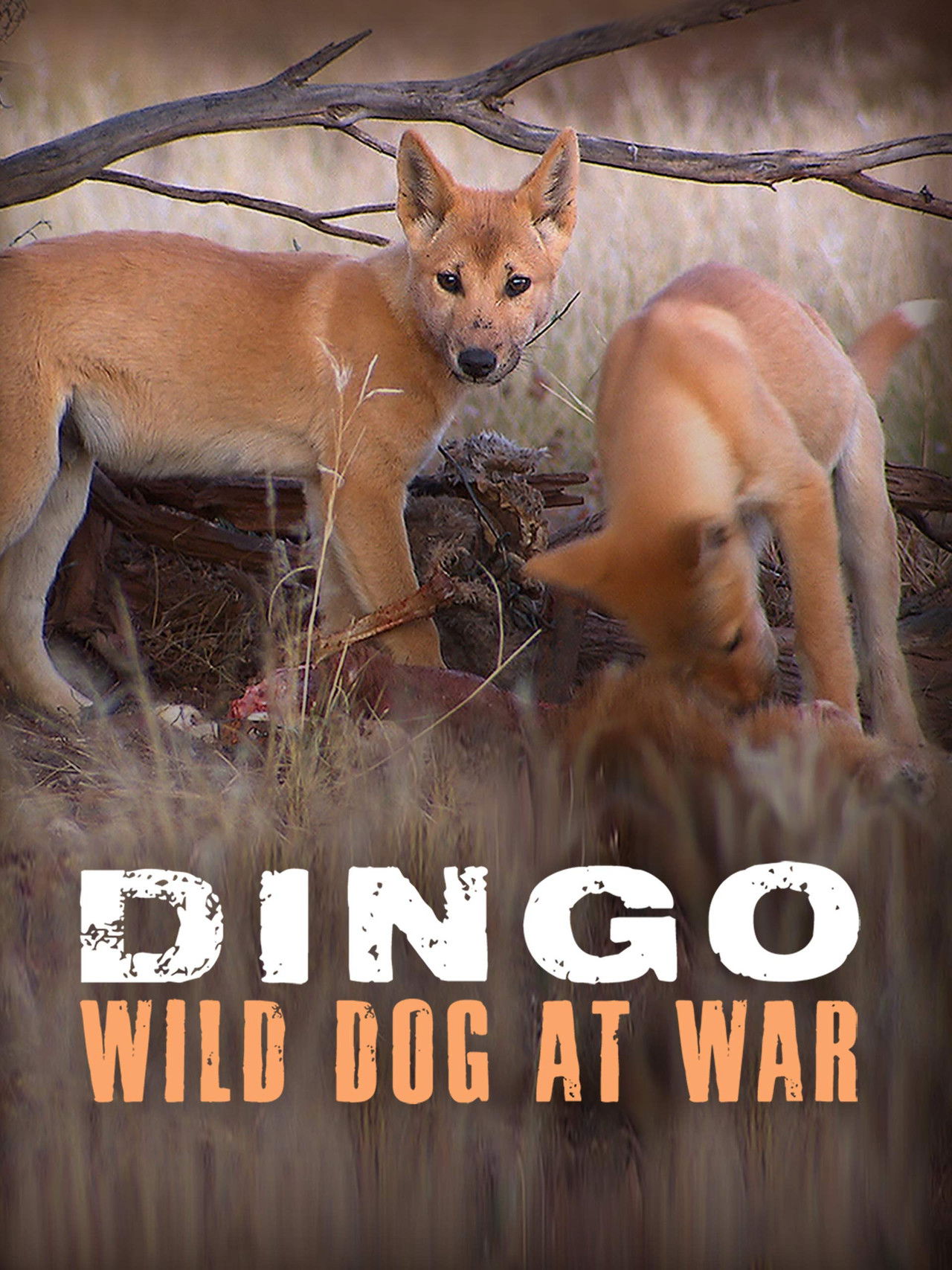 Dingo: Wild Dog at War Backdrop