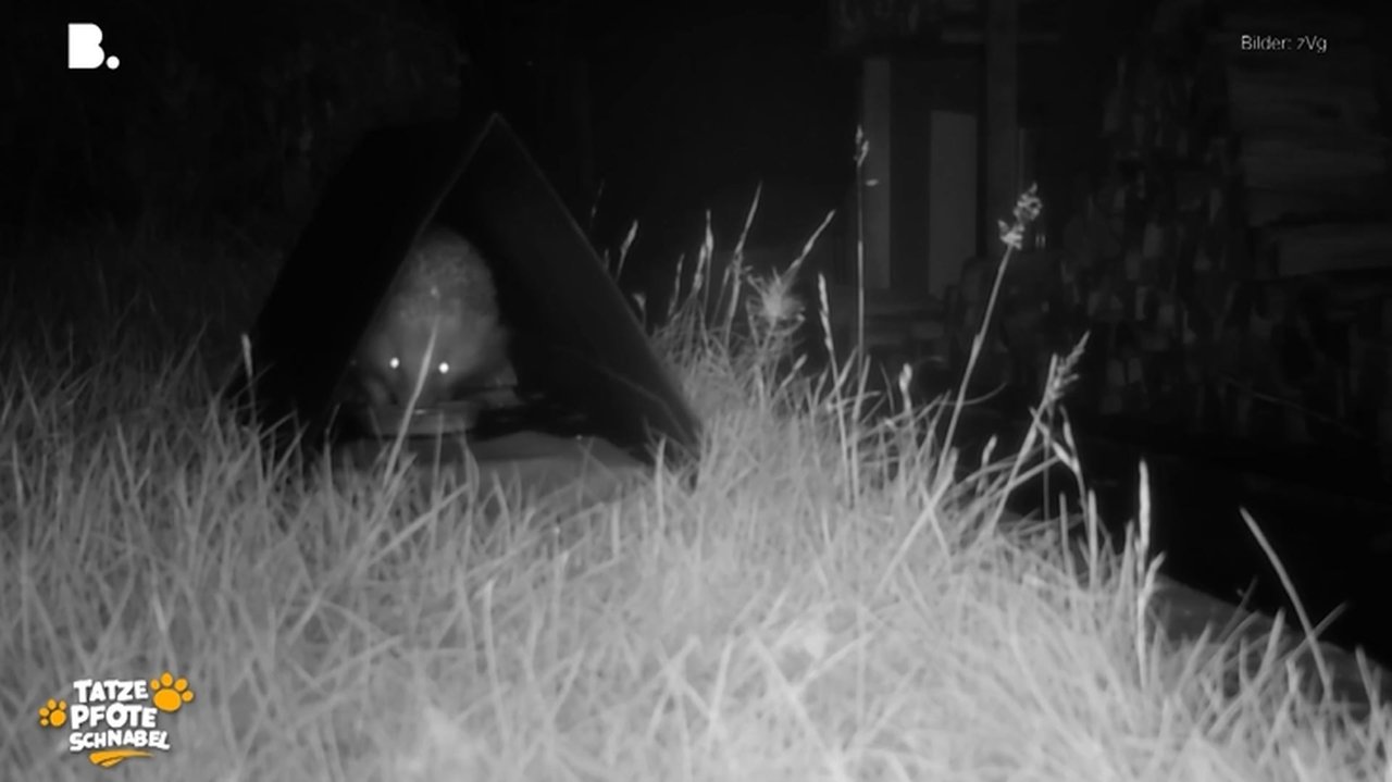 Tatze, Pfote, Schnabel - Season 3 Episode 23 : Episode 23