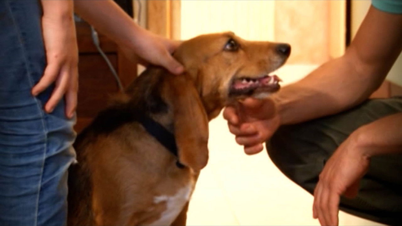 Missione cuccioli — Épisode 3