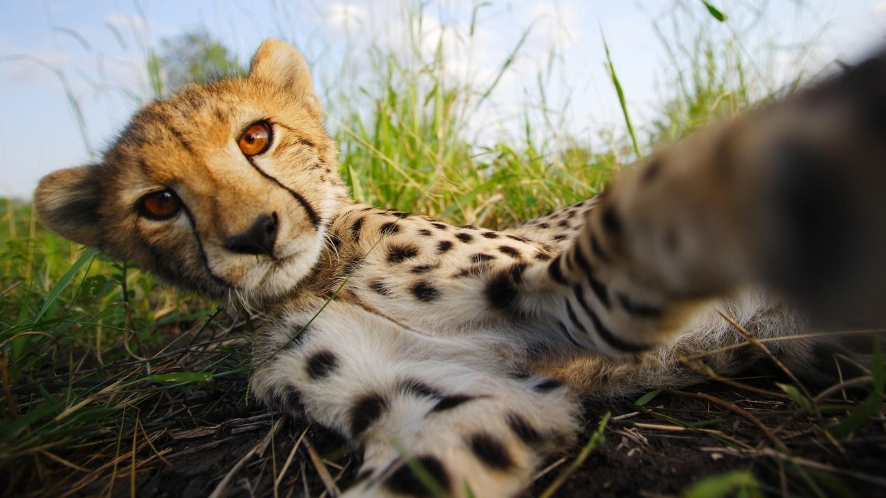 Nature - Season 36 Episode 5 : The Cheetah Children