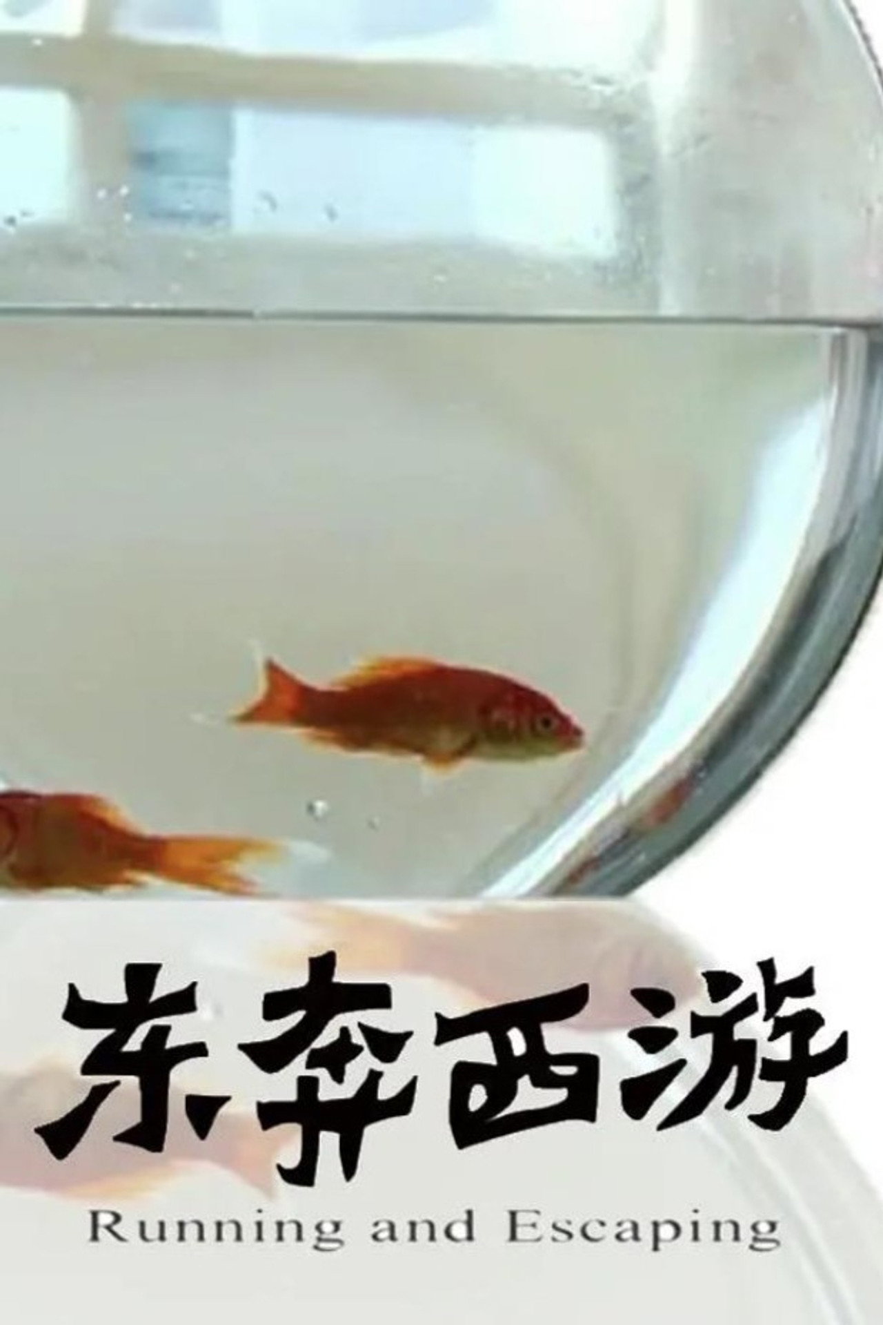 11度青春之东奔西游 filmaffisch