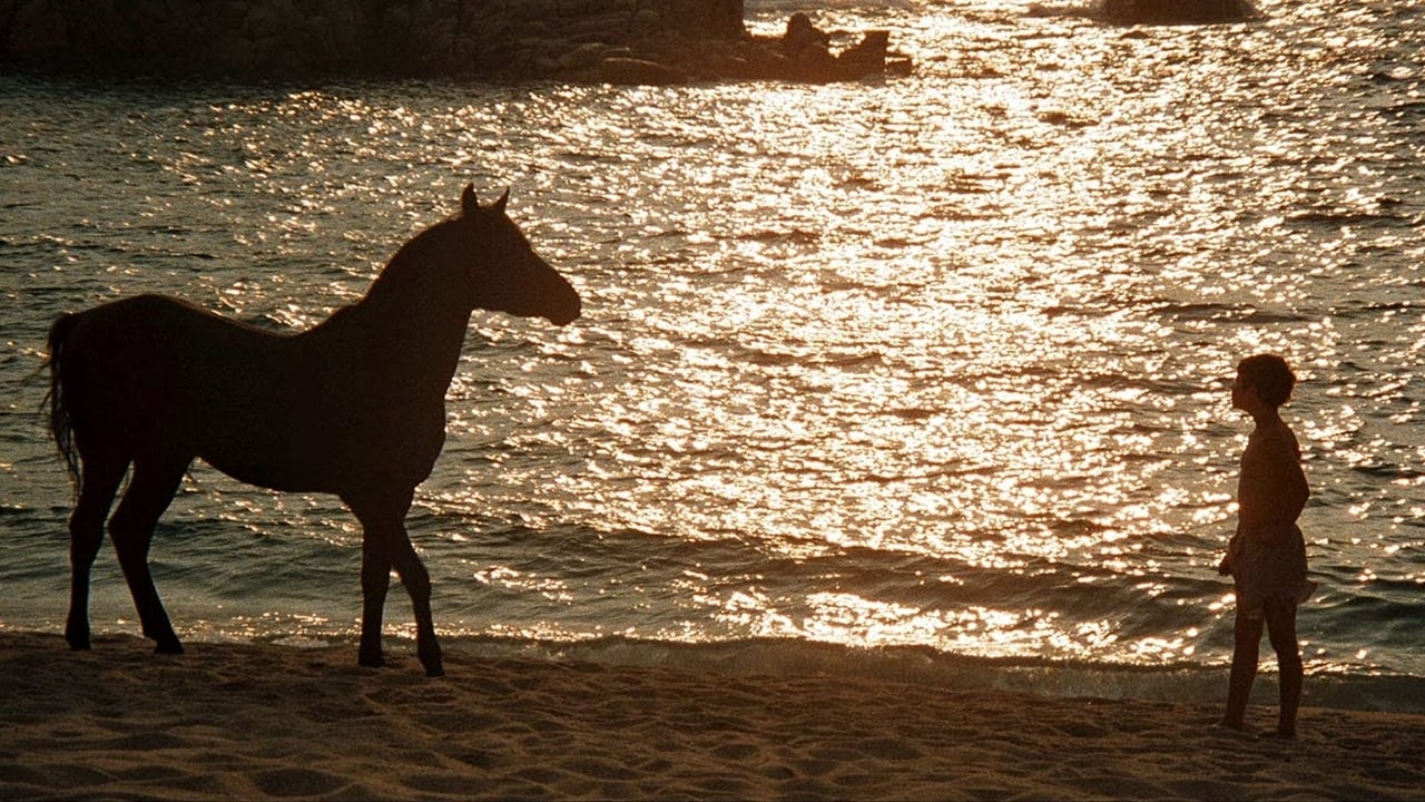 The Black Stallion Backdrop Image