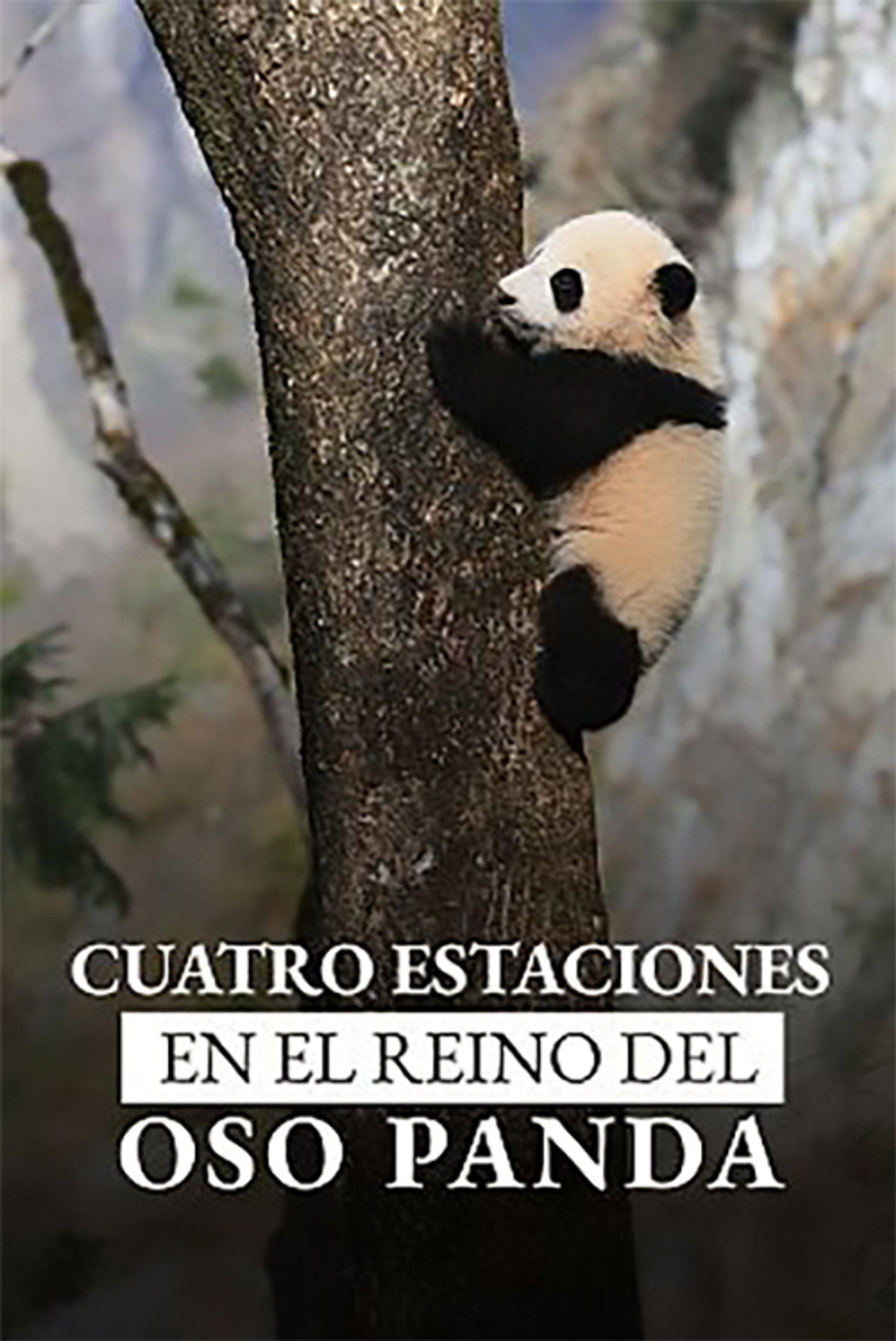 4 Saisons Au Royaume Du Panda filmaffisch