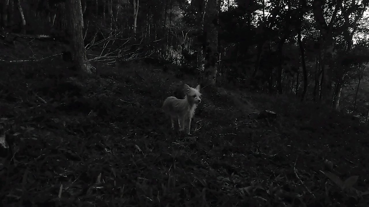 As Conspirações Alienígenas: part. I