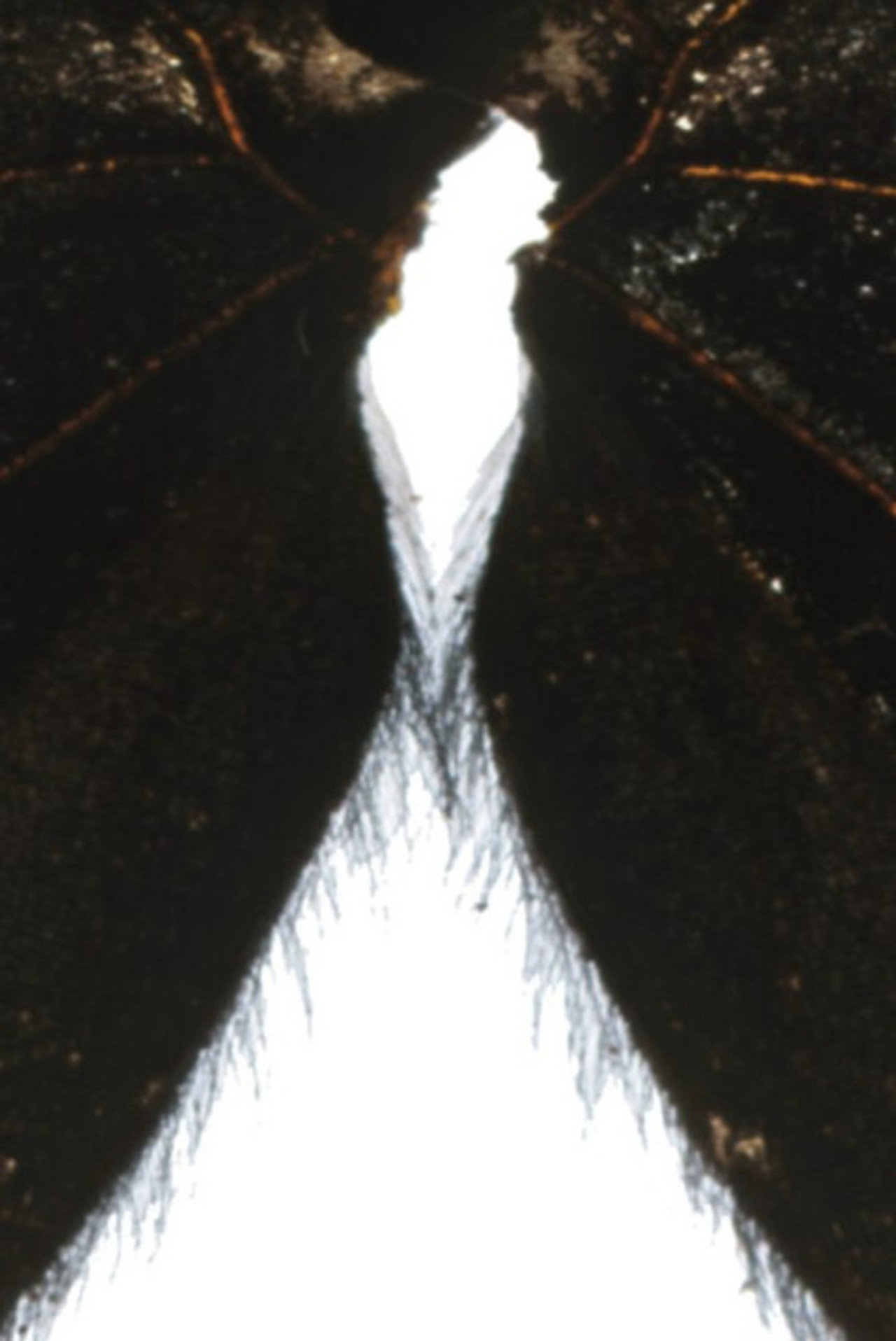 Butterfly Light