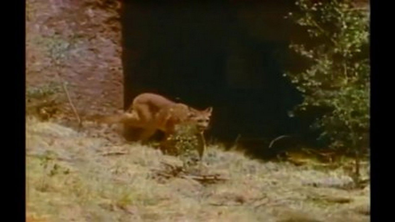 Mutual of Omaha's Wild Kingdom — Épisode 7