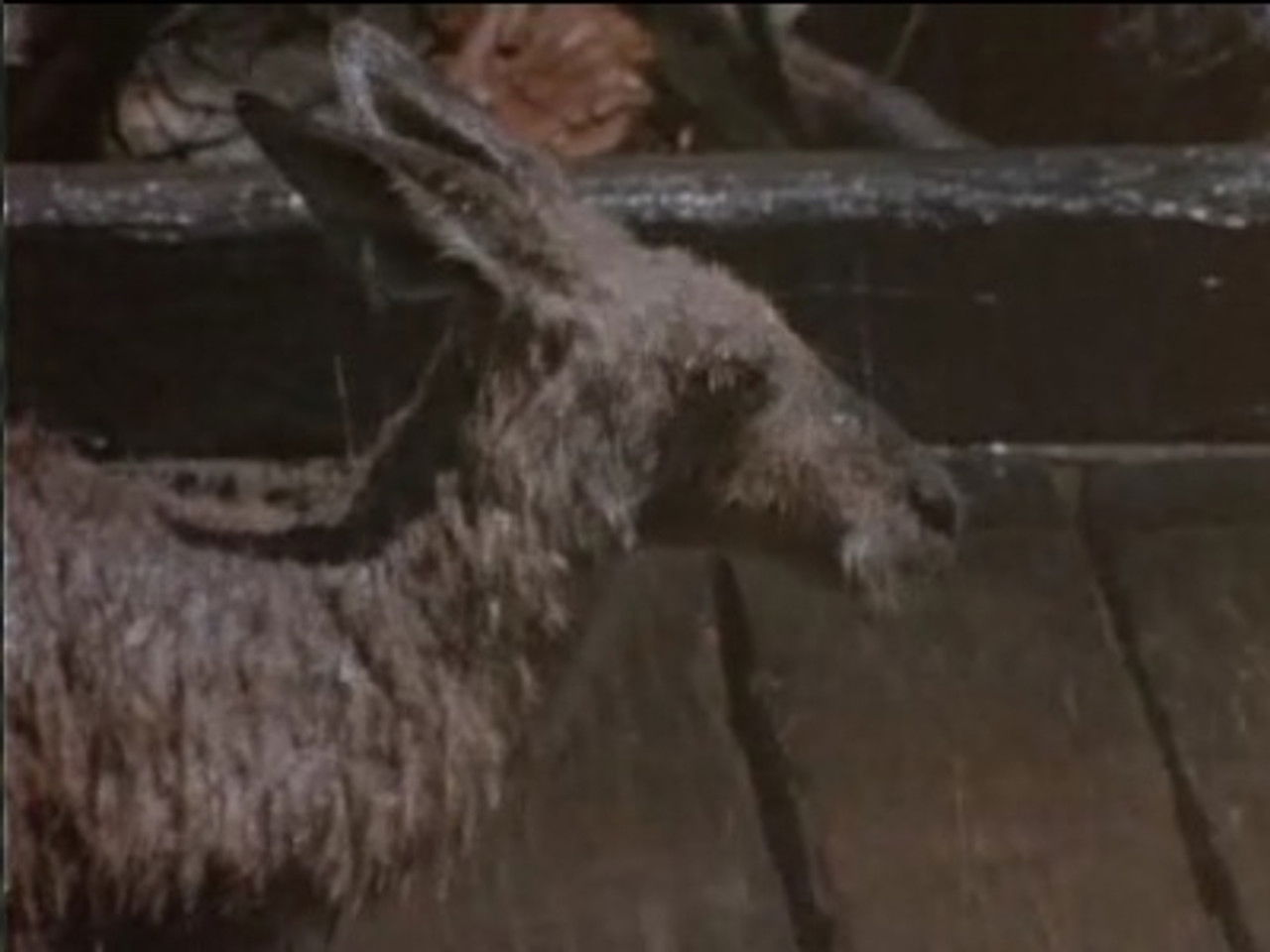 Skippy, le kangourou — Hi-Fi