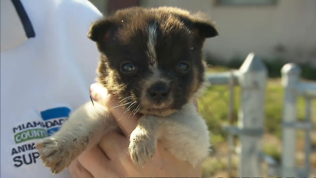 Animal Cops : Miami — Épisode 6