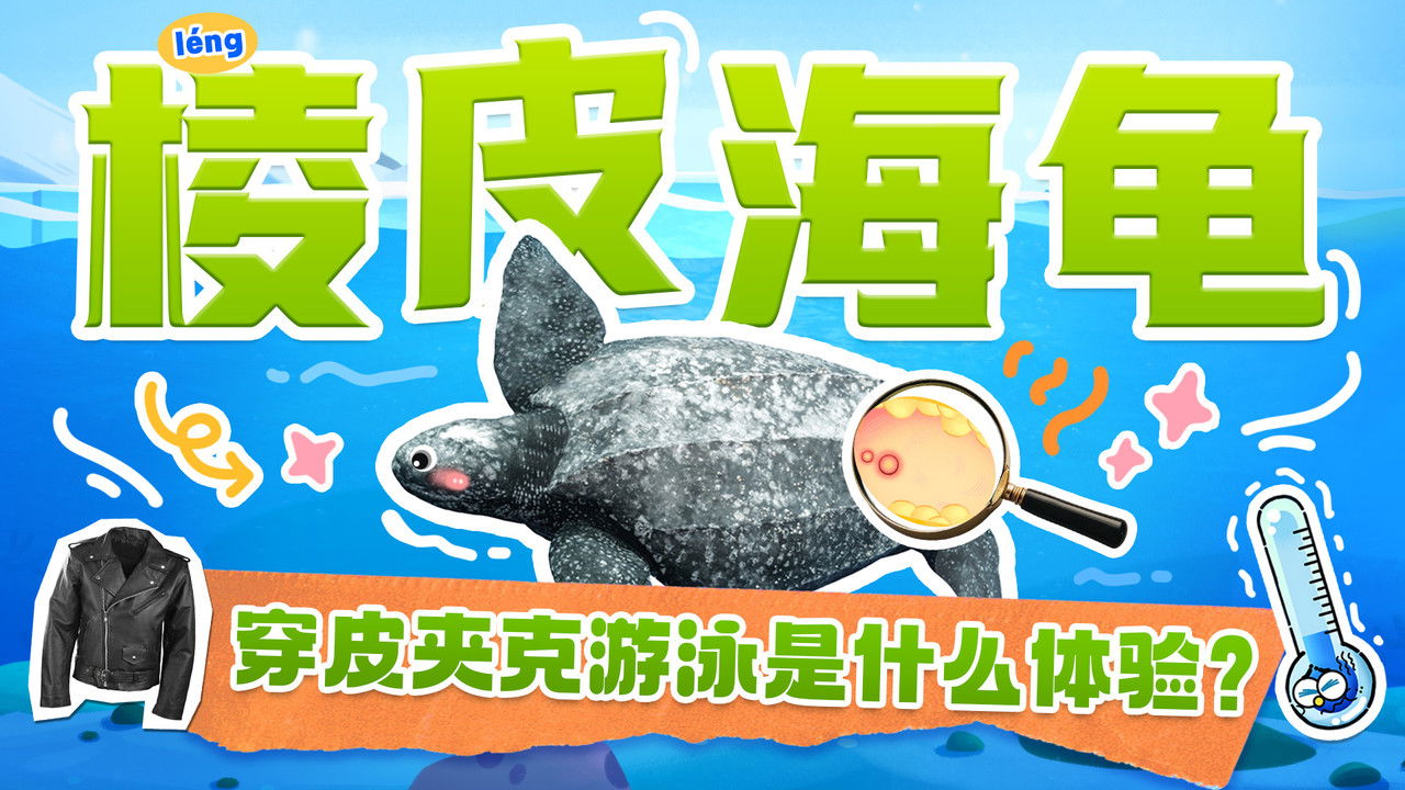 斑马百科探索 — Épisode 50