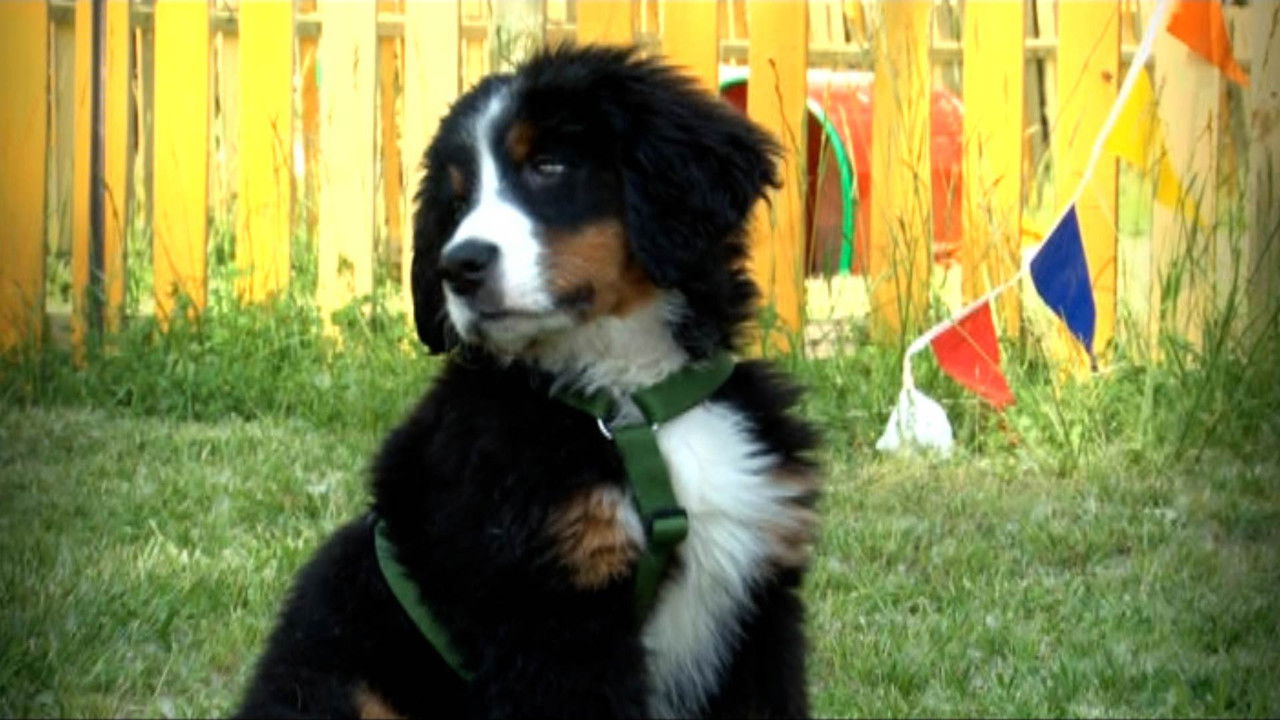 Missione cuccioli — Épisode 7