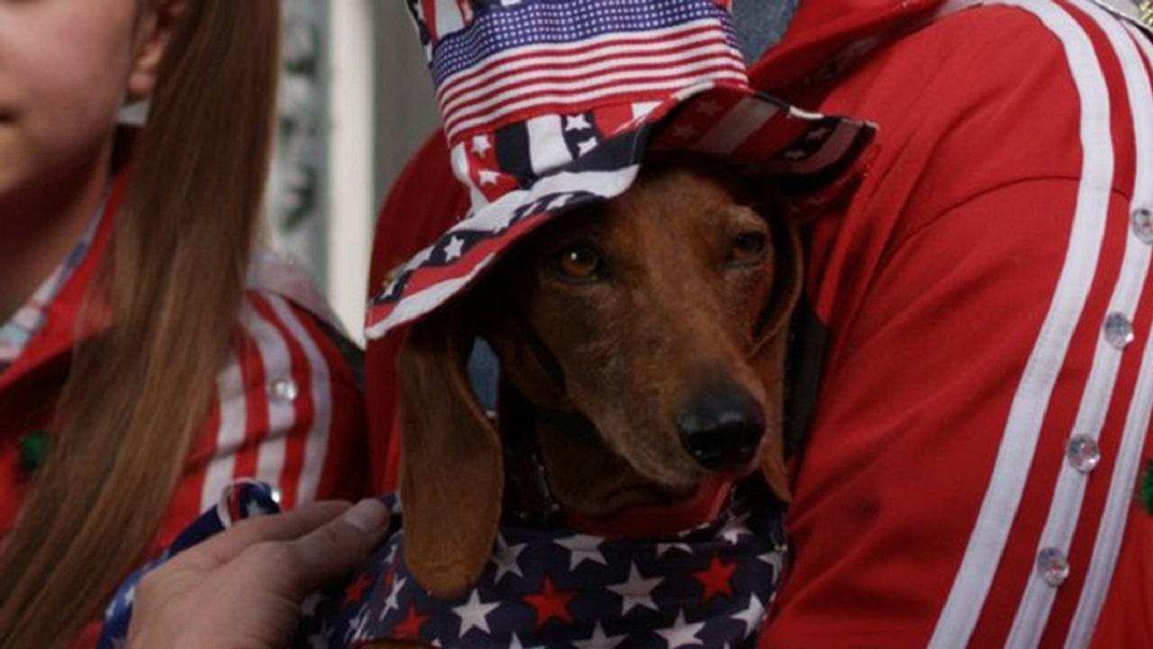 Scen från Wiener Dog Internationals