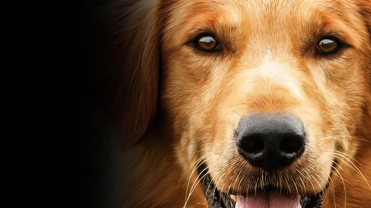 A Dog's Purpose background 27