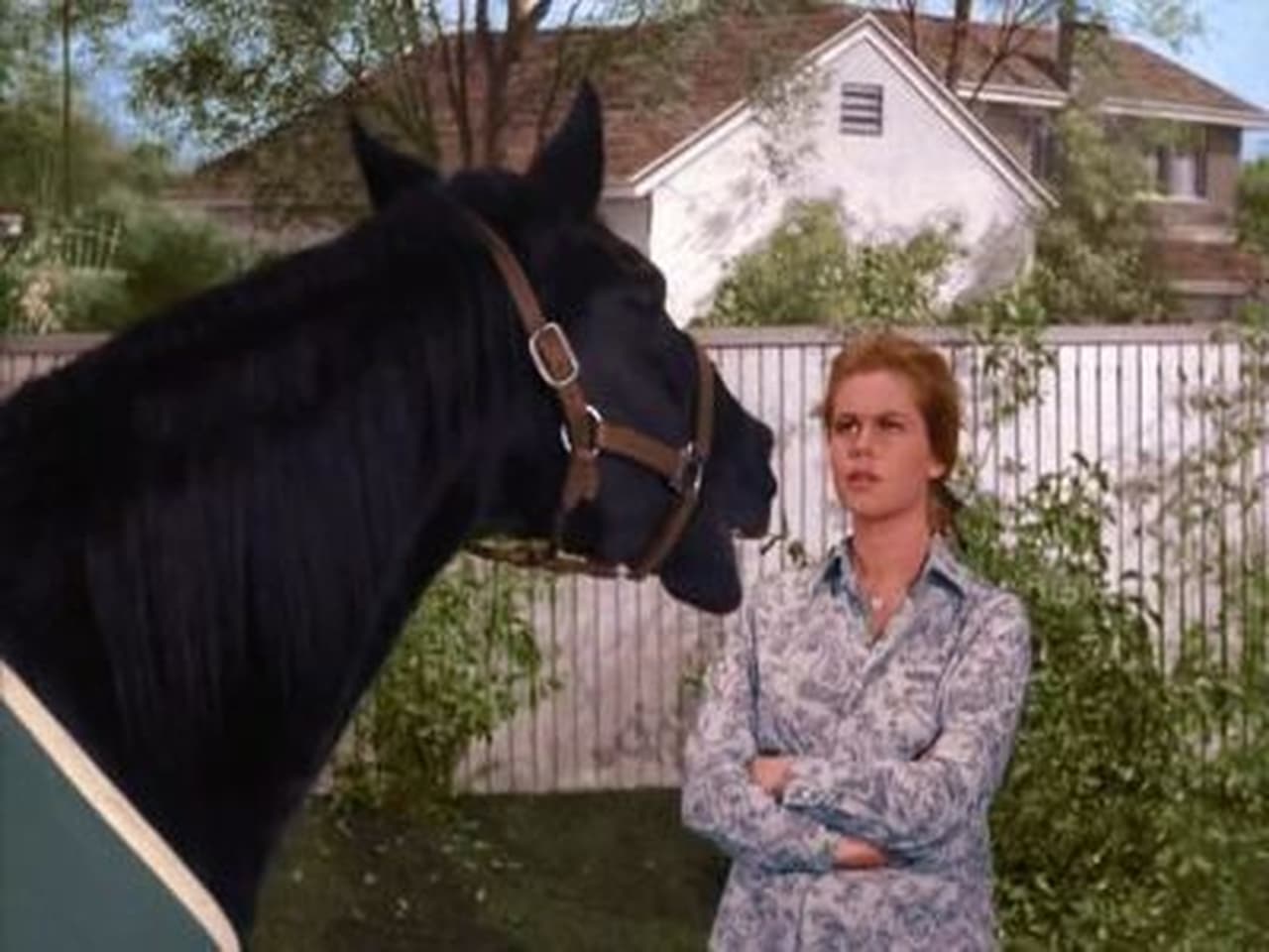 Bewitched - Season 2 Episode 25 : The Horse's Mouth