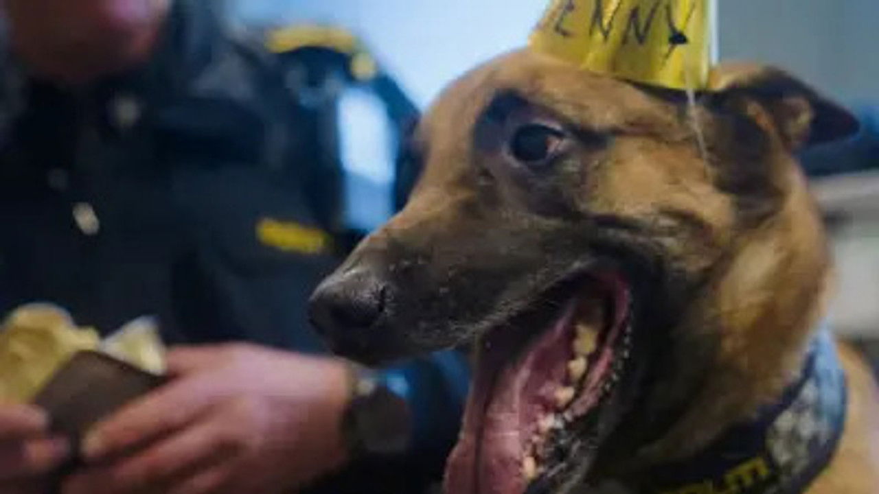 Politihundene — Épisode 10