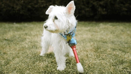 The Wizard of Paws - Season 4 Episode 3 : Mission: Im-paw-sible