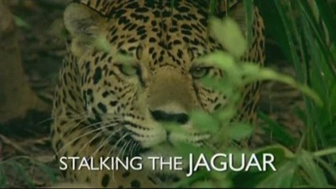 Natural World - Season 24 Episode 14 : Stalking the Jaguar